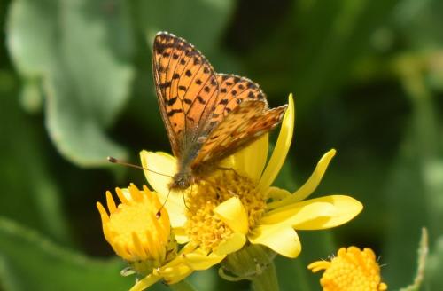 Réf. 211 166 : Boloria pales